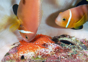 Dad and mummy and new family
Nikon D200, 60 micro, twin ... by Marchione Giacomo 